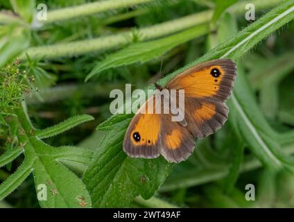 Un beau portier papillon (Pyronia tithonus) ailes déployées installé sur le champ Scabious montrant les yeux distinctifs. Suffolk, Royaume-Uni Banque D'Images