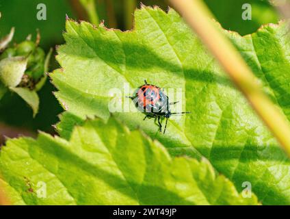 Gros plan sur le stade final de Zicrona caerulea, le Blue Shieldbug. Assez bizarrement à ce stade il est rouge vif avant de devenir bleu. Suffolk Banque D'Images