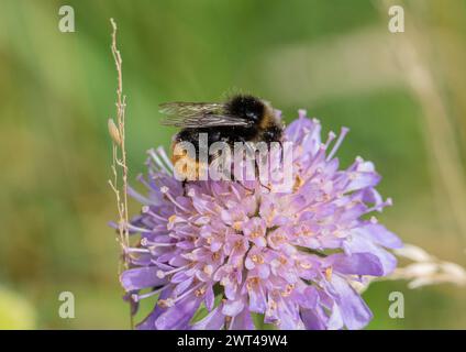 Un gros plan d'un bourdon à queue rouge (Bombus lapidarius) se nourrissant d'un gale ( Knautia arvensis ) Suffolk, Royaume-Uni Banque D'Images