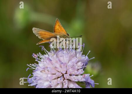 Un plan détaillé d'un grand Skipper Butterfly (Ochlodes sylvanus) installé sur une belle fleur Scabious (Knautia arvensis ) Suffolk, Royaume-Uni. Banque D'Images