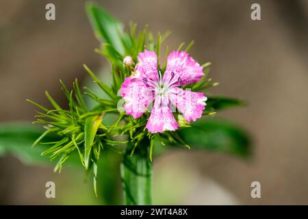 Dianthus barbatus, Sweet William, fleur, poussant dans un jardin de chalets, Brownsburg-Chatham, Québec, Canada Banque D'Images