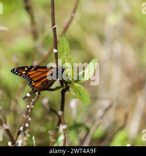 Faune de Glan Canaria - papillon monarque, Danaus plexippus Banque D'Images