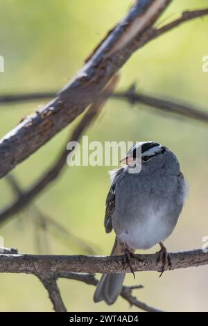 Moineau à couronne blanche, Zonotrichia, à la recherche de nourriture, perché sur la branche et la mangeoire Banque D'Images