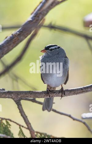 Moineau à couronne blanche, Zonotrichia, à la recherche de nourriture, perché sur la branche et la mangeoire Banque D'Images