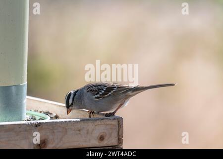 Moineau à couronne blanche, Zonotrichia, à la recherche de nourriture, perché sur la branche et la mangeoire Banque D'Images