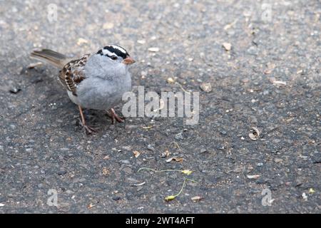 Moineau à couronne blanche, Zonotrichia, à la recherche de nourriture, perché sur la branche et la mangeoire Banque D'Images