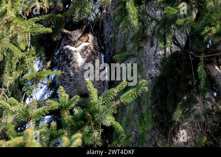 Un hibou mâle debout la garde au-dessus d'un nid dans le sud-ouest de l'Ontario, Canada. Banque D'Images