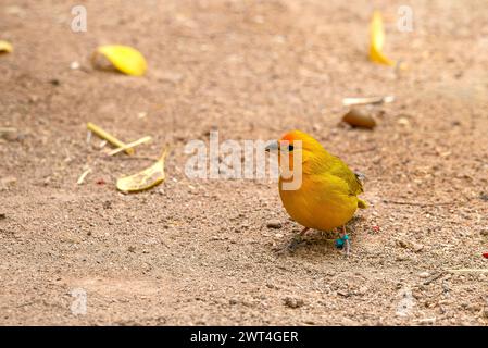 Finch au safran Banque D'Images