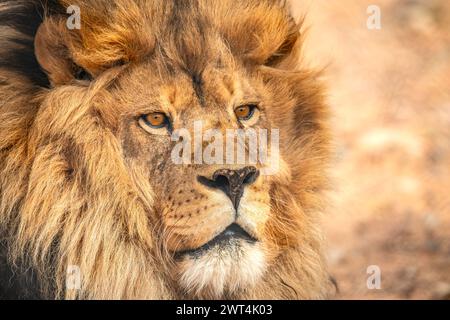 Portrait d'un lion Banque D'Images
