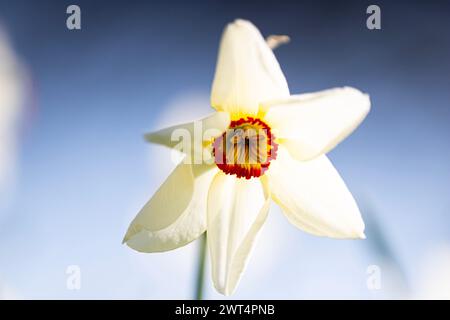 Jonquille blanche avec un centre orange et jaune dans Peel Park. (Narcissus Actaea) Banque D'Images