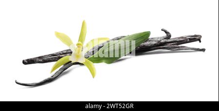 Gousses de vanille, belle fleur et feuille verte isolées sur blanc Banque D'Images