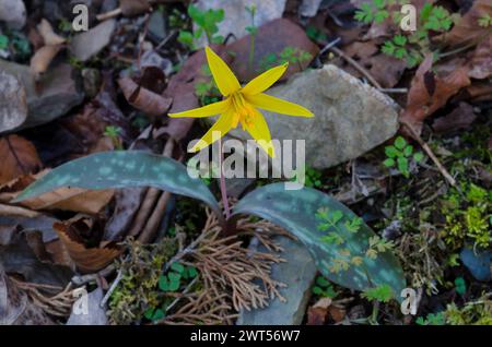 Jaune Troutly, Erythronium rostratum Banque D'Images