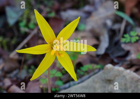 Jaune Troutly, Erythronium rostratum Banque D'Images