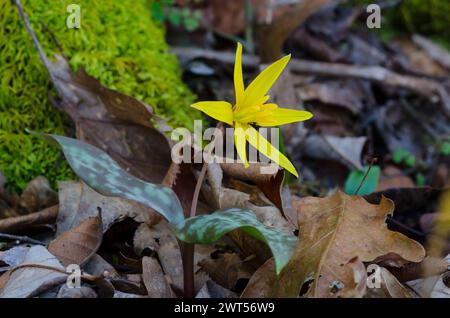 Jaune Troutly, Erythronium rostratum Banque D'Images