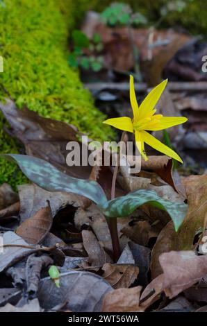 Jaune Troutly, Erythronium rostratum Banque D'Images