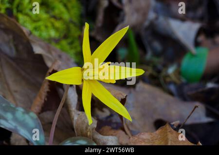 Jaune Troutly, Erythronium rostratum Banque D'Images