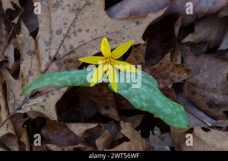 Jaune Troutly, Erythronium rostratum Banque D'Images