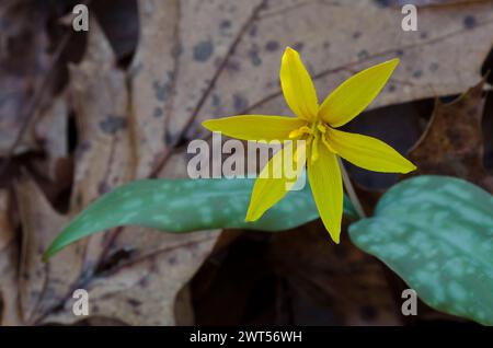 Jaune Troutly, Erythronium rostratum Banque D'Images