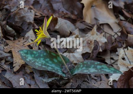 Jaune Troutly, Erythronium rostratum Banque D'Images