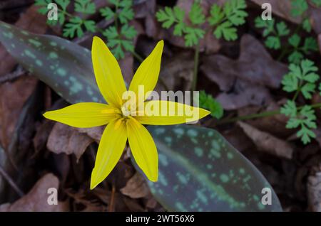 Jaune Troutly, Erythronium rostratum Banque D'Images