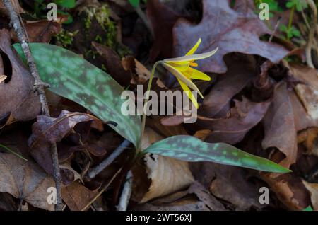 Jaune Troutly, Erythronium rostratum Banque D'Images