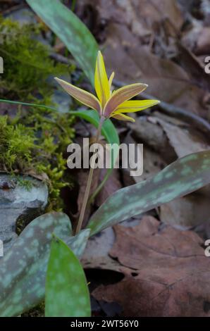 Jaune Troutly, Erythronium rostratum Banque D'Images