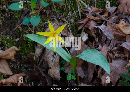 Jaune Troutly, Erythronium rostratum Banque D'Images