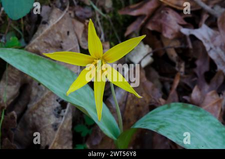 Jaune Troutly, Erythronium rostratum Banque D'Images