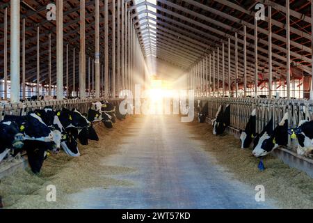 Vaches de journal dans la stalle de bétail libre moderne. Banque D'Images