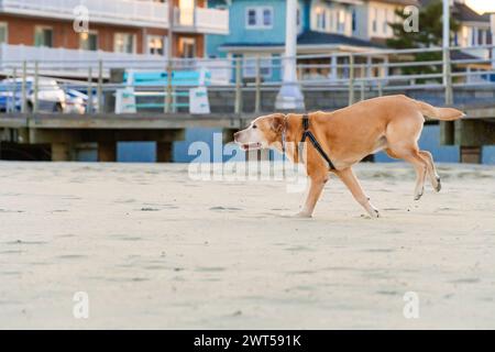 Photo de profil du « chef » senior du Labrador jaune faisant sa célèbre course de bucking bronco sur la plage d'Avon by the Sea Banque D'Images