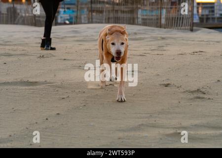 Senior Yellow Labrador Retriever « Chef » se promenant sans laisse à la plage Banque D'Images
