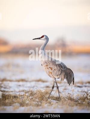 Grue de sable adulte - grus canadensis - marche dans un champ couvert de neige au coucher du soleil Monte Vista, Colorado Banque D'Images