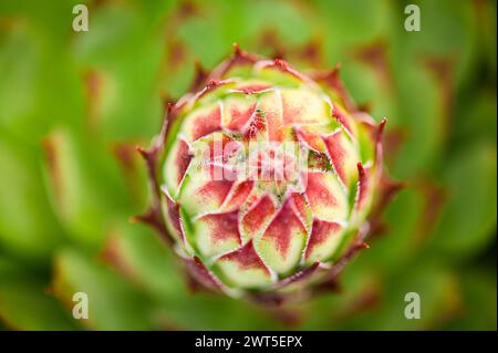 Gros plan de la fleur de jardin Sempervivum calcareum, vue de dessus, pas entièrement fleuri. Banque D'Images