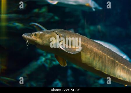 Le poisson esturgeon dans son habitat naturel. Oceanarium, faune, monde sous-marin coloré, aquarium. Banque D'Images