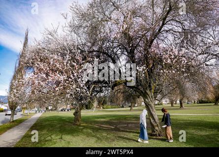 Vancouver, Canada. 15 mars 2024. Les gens apprécient les cerisiers en fleurs à Vancouver, Colombie-Britannique, Canada, le 15 mars 2024. Crédit : Liang Sen/Xinhua/Alamy Live News Banque D'Images