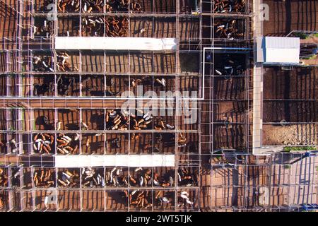 Aerial of the Roma Saleyards le plus grand centre de vente de bétail d'Australie, avec plus de 400 000 bovins passant par an. Roma Queensland Australie Banque D'Images