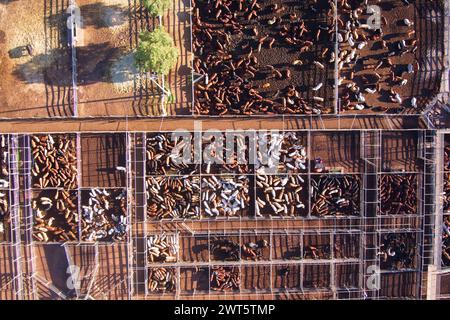 Aerial of the Roma Saleyards le plus grand centre de vente de bétail d'Australie, avec plus de 400 000 bovins passant par an. Roma Queensland Australie Banque D'Images