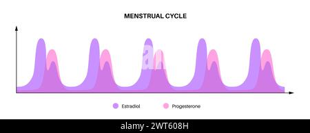 Hormones pendant le cycle menstruel, illustration. Banque D'Images