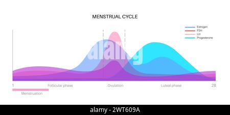 Hormones pendant le cycle menstruel, illustration. Banque D'Images