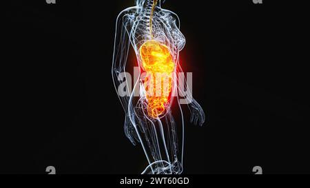 Organes abdominaux et pelviens féminins, illustration. Banque D'Images