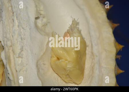 Gros plan photo du fruit durian « Durio zibethinus », roi musang, avec une chair jaune dorée épaisse et des fruits tropicaux Banque D'Images