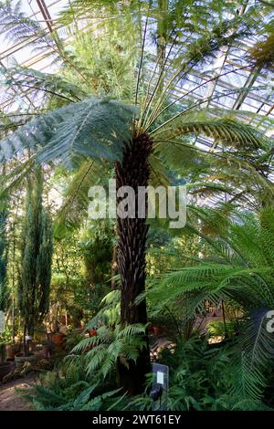Jardin d'orangerie intérieur avec climat tropical chaud, température, lumière du soleil pour la culture des palmiers Banque D'Images