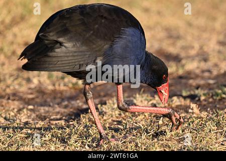 Pourpre swamphen se penchant vers le bas tout en mâchant de l'herbe sèche comme il attrape plus à manger avec son talon Banque D'Images