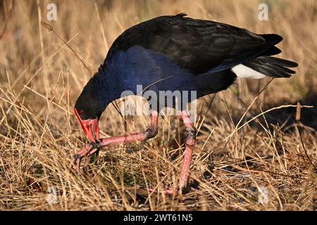 Swamphen violet, ou Pukeko, se penchant pour manger de l'herbe tenue par le talon de l'oiseau, comme il se trouve dans une zone herbacée sèche Banque D'Images