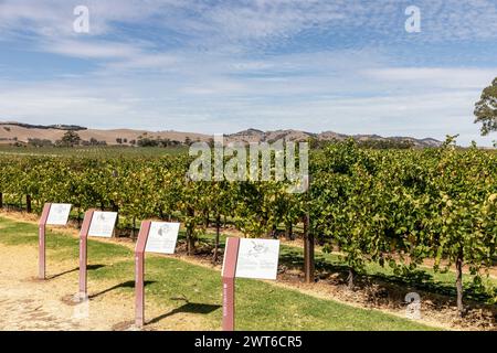 Barossa Valley, Australie méridionale, Jacobs Creek Vineyards à Rowland Flat, avec des panneaux d'information pour les touristes visiteurs, Australie automne 2024 Banque D'Images