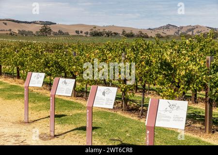 Barossa Valley, Australie méridionale, Jacobs Creek Vineyards à Rowland Flat, avec des panneaux d'information pour les touristes visiteurs, Australie automne 2024 Banque D'Images