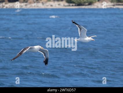 Deux mouettes-Kelp (larus dominicanus) volant ensemble au-dessus des vagues du pacifique d'eau bleue calme Banque D'Images