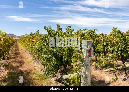 Australie, vignes dans la Barossa Valley, la plus ancienne région viticole d'Australie réputée pour ses vins Syrah de shirah, vignoble photographié à l'automne 2024, Australie Banque D'Images