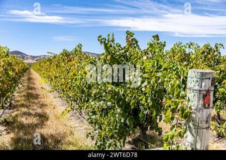 Australie, vignes dans la Barossa Valley, la plus ancienne région viticole d'Australie réputée pour ses vins Syrah de shirah, vignoble photographié à l'automne 2024, Australie Banque D'Images