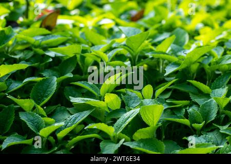 Motif naturel ou arrière-plan d'Ageratum houstonianum ou bluemink feuilles d'herbe sauvage et fleurs fleurissant avec des pointes violettes vives Banque D'Images